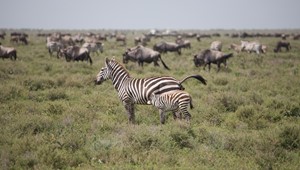 Serengeti Ndutu Plains 15.jpg