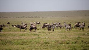 Serengeti Ndutu Plains 11.jpg