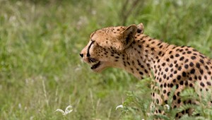 cheetah_9160.jpg