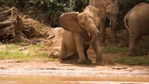 Elefanter_Samburu_9127.jpg