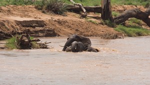 Elefanter_Samburu_9131.jpg