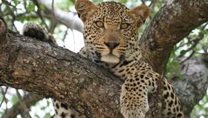 z21 Mohlabetsi leopard in a tree.jpg